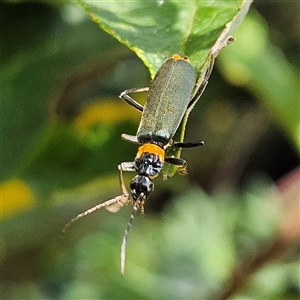 Chauliognathus lugubris (Plague Soldier Beetle) at Braidwood, NSW by MatthewFrawley