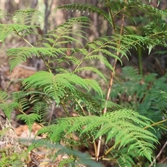 Pteridium esculentum at Yackandandah, VIC - 4 Jan 2025 by KylieWaldon