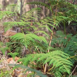 Pteridium esculentum at Yackandandah, VIC by KylieWaldon