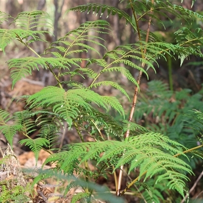 Pteridium esculentum (Bracken) at Yackandandah, VIC - 5 Jan 2025 by KylieWaldon
