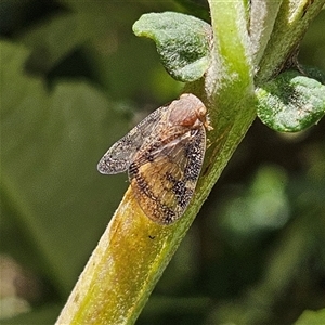 Scolypopa australis at Braidwood, NSW - 16 Jan 2025