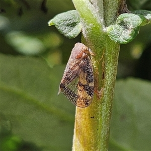 Scolypopa australis at Braidwood, NSW - 16 Jan 2025