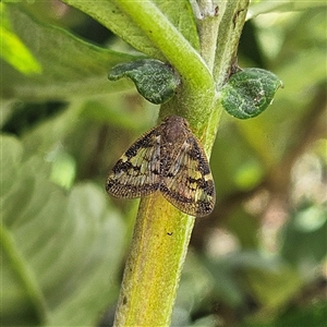 Scolypopa australis at Braidwood, NSW - 16 Jan 2025 02:40 PM