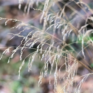 Unidentified Grass at Yackandandah, VIC by KylieWaldon