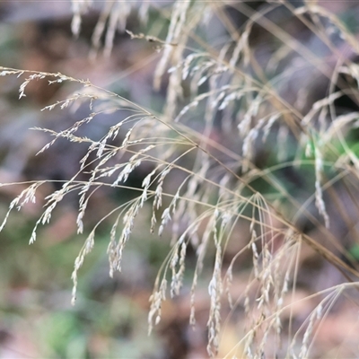 Poa sp. (A Snow Grass) at Yackandandah, VIC - 5 Jan 2025 by KylieWaldon