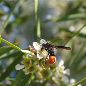 Leucospis sp. (genus) (Leucospid wasp) at Murrumbateman, NSW by SimoneC