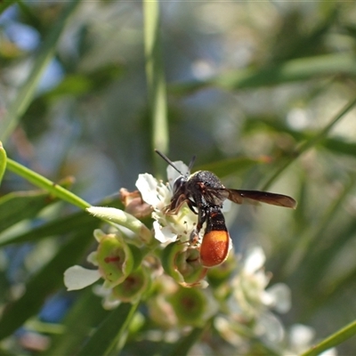 Leucospis sp. (genus) (Leucospid wasp) at Murrumbateman, NSW - 14 Jan 2025 by SimoneC