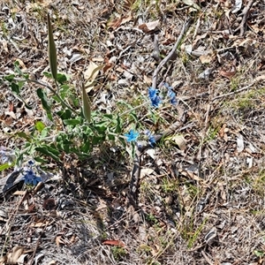 Oxypetalum coeruleum at Cook, ACT - 4 Jan 2025 10:38 AM