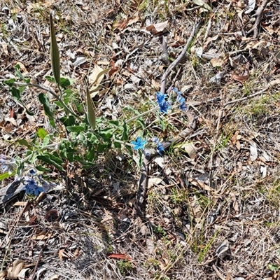 Oxypetalum coeruleum (Tweedia or Southern Star) at Cook, ACT - 3 Jan 2025 by SarahHnatiuk