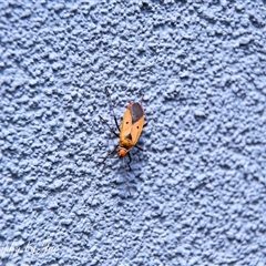 Dysdercus sidae (Pale Cotton Stainer) at Kandos, NSW - 16 Jan 2025 by aussiejai