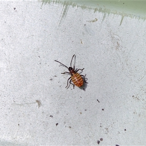 Dysdercus sidae at Kandos, NSW - suppressed