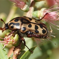 Neorrhina punctatum (Spotted flower chafer) at Hall, ACT - 16 Jan 2025 by Anna123