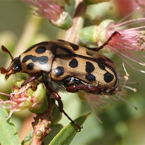 Neorrhina punctatum (Spotted flower chafer) at Hall, ACT by Anna123