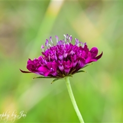 Scabiosa atropurpurea at Kandos, NSW - 16 Jan 2025 by aussiejai