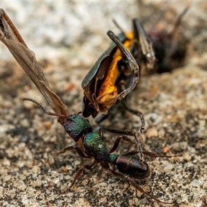 Rhytidoponera metallica (Greenhead ant) at Buxton, NSW by poida84