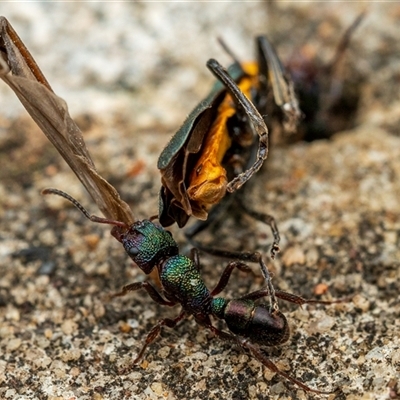 Rhytidoponera metallica (Greenhead ant) at Buxton, NSW - 13 Jan 2025 by poida84