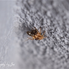 Maratus griseus (Jumping spider) at Kandos, NSW - 16 Jan 2025 by aussiejai