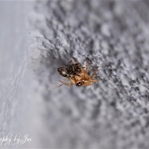 Maratus griseus at Kandos, NSW - suppressed