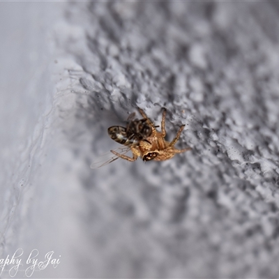 Maratus griseus (Jumping spider) at Kandos, NSW - 16 Jan 2025 by aussiejai