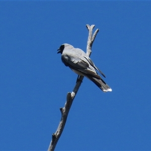 Coracina novaehollandiae at Gordon, ACT - 16 Jan 2025