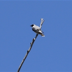 Coracina novaehollandiae at Gordon, ACT - 16 Jan 2025