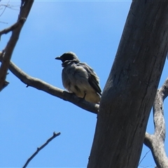 Coracina novaehollandiae at Gordon, ACT - 16 Jan 2025 01:17 PM