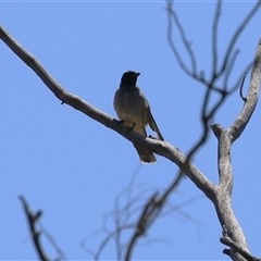 Coracina novaehollandiae at Gordon, ACT - 16 Jan 2025 01:17 PM