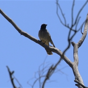 Coracina novaehollandiae at Gordon, ACT - 16 Jan 2025