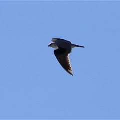 Elanus axillaris (Black-shouldered Kite) at Gordon, ACT - 16 Jan 2025 by RodDeb