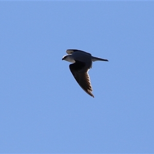 Elanus axillaris (Black-shouldered Kite) at Gordon, ACT by RodDeb