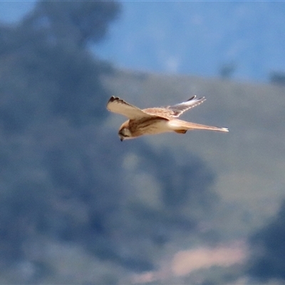 Falco cenchroides (Nankeen Kestrel) at Gordon, ACT - 16 Jan 2025 by RodDeb