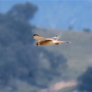 Falco cenchroides at Gordon, ACT - 16 Jan 2025