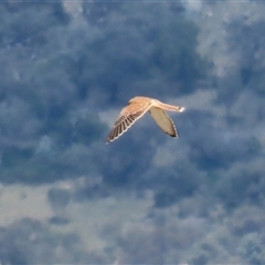 Falco cenchroides at Gordon, ACT - 16 Jan 2025