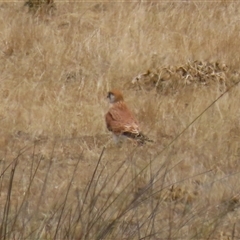 Falco cenchroides at Gordon, ACT - 16 Jan 2025