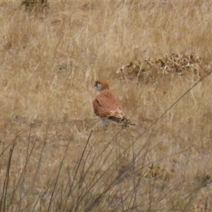 Falco cenchroides at Gordon, ACT - 16 Jan 2025