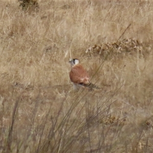 Falco cenchroides at Gordon, ACT - 16 Jan 2025