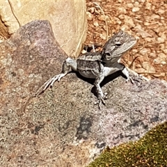 Amphibolurus muricatus (Jacky Lizard) at Acton, ACT - 14 Jan 2025 by johnpugh