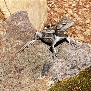 Amphibolurus muricatus at Acton, ACT by johnpugh