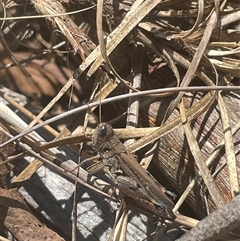 Exarna includens (Red-legged Exarna) at Aranda, ACT - 16 Jan 2025 by LeahColebrook