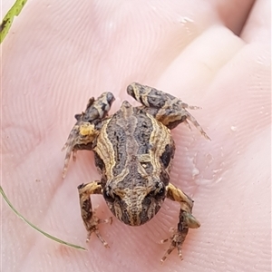 Crinia signifera at Brownlow Hill, NSW by RandallG