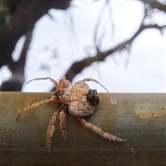 Dolophones sp. (genus) (Wrap-around spider) at Brownlow Hill, NSW - 16 Jan 2025 by RandallG