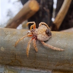 Dolophones sp. (genus) at Brownlow Hill, NSW - 16 Jan 2025 10:41 AM