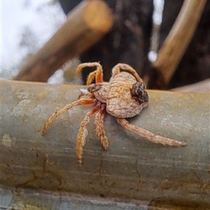 Dolophones sp. (genus) at Brownlow Hill, NSW - 16 Jan 2025 10:41 AM