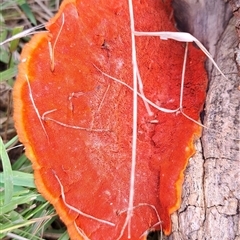 Trametes coccinea (Scarlet Bracket) at Brownlow Hill, NSW - 16 Jan 2025 by RandallG