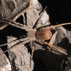 Unidentified Other hunting spider at Oaks Estate, ACT - 13 Jan 2025 by patrickcox