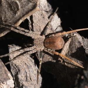 Argoctenus sp. (genus) at Oaks Estate, ACT by patrickcox