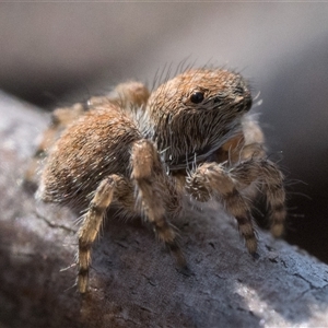 Euophryinae sp. (Rockhopper) undescribed at Oaks Estate, ACT - 14 Jan 2025 09:00 AM