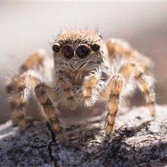 Euophryinae sp. (Rockhopper) undescribed at Oaks Estate, ACT - 14 Jan 2025 09:00 AM