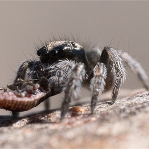 Maratus proszynskii (Peacock spider) at Oaks Estate, ACT by patrickcox