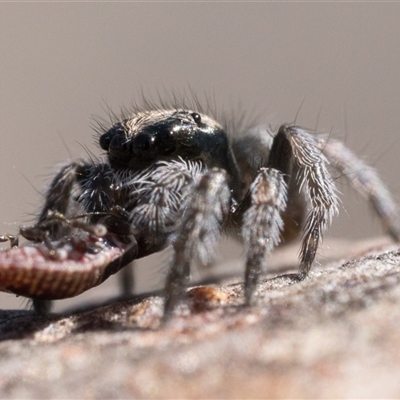 Maratus proszynskii (Peacock spider) at Oaks Estate, ACT - 14 Jan 2025 by patrickcox